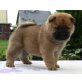 Roter Chow-Chow-Kurzhaarrüde, Chow-Chow - Rüde