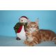 Roter Maine Connkater Winston, Maine Coon - Kater