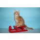 Roter Maine Coon Kater Wesley, Maine Coon - Kater