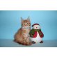 Roter Maine Coonkater Wesley, Maine Coon - Kater