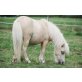 Rothensande Mother of Pearl, Shetland Pony - Stute