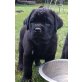 Rotti/Retriever Mischling  - Rüde
