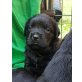 Rotti/Retriever Welpen - Hündin