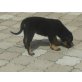 Rottweiler-Dt.Schäferhund Welpen - Hündin