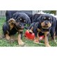 Rottweiler/Golden Retriever Mischlinge  - Hündin