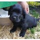 Rottweiler/Golden Retriever Mischlinge  - Rüde