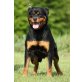 Rottweiler - Hündin