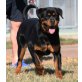 Rottweiler - Hündin