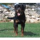 Rottweiler - Hündin
