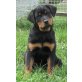 Rottweiler - Hündin