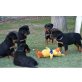 Rottweiler - Hündin