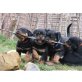 Rottweiler - Hündin