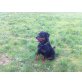 Rottweiler - Hündin