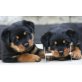 Rottweiler - Hündin