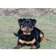 Rottweiler - Hündin