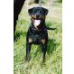 Rottweiler - Hündin