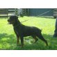Rottweiler - Hündin
