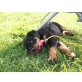 Rottweiler - Hündin