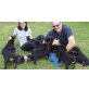 Rottweiler - Hündin
