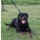 Rottweiler - Hündin