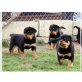 Rottweiler - Hündin