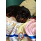 Rottweiler - Hündin