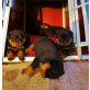 Rottweiler - Hündin