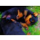 Rottweiler - Hündin