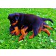 Rottweiler - Hündin