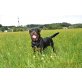 Rottweiler - Hündin