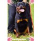 Rottweiler - Hündin