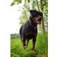 Rottweiler - Hündin