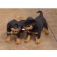Rottweiler - Hündin