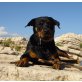 Rottweiler - Hündin