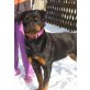 Rottweiler - Hündin