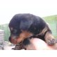 Rottweiler - Hündin
