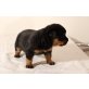 Rottweiler - Hündin