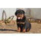 Rottweiler - Hündin