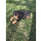 Rottweiler - Hündin