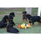 Rottweiler - Hündin