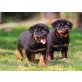 Rottweiler - Hündin