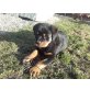 Rottweiler - Hündin
