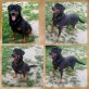 Rottweiler - Hündin