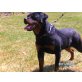 Rottweiler - Hündin