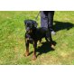 Rottweiler - Hündin