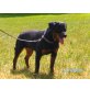 Rottweiler - Hündin