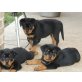 Rottweiler - Hündin