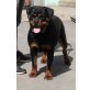 Rottweiler - Hündin
