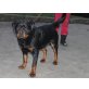 Rottweiler - Hündin