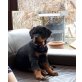 Rottweiler - Hündin